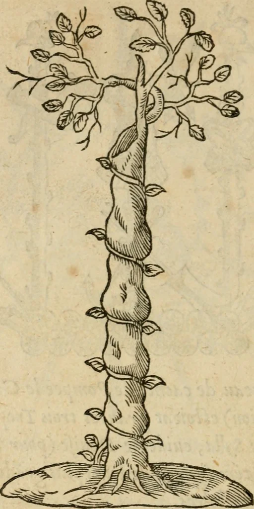 An illustration from Devises heroïqves, 1557, leaf 211