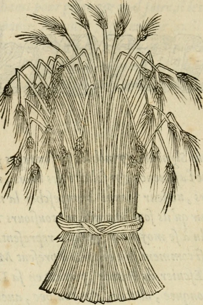 An illustration from Devises heroïqves, 1557, leaf 247