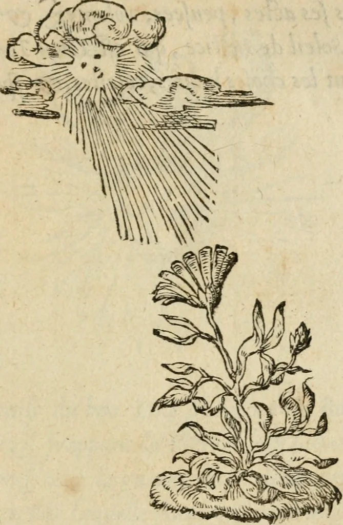 An illustration from Devises heroïqves, 1557, leaf 44