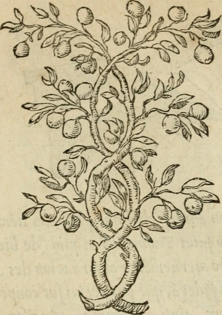 An illustration from Devises heroïqves, 1557, leaf 60