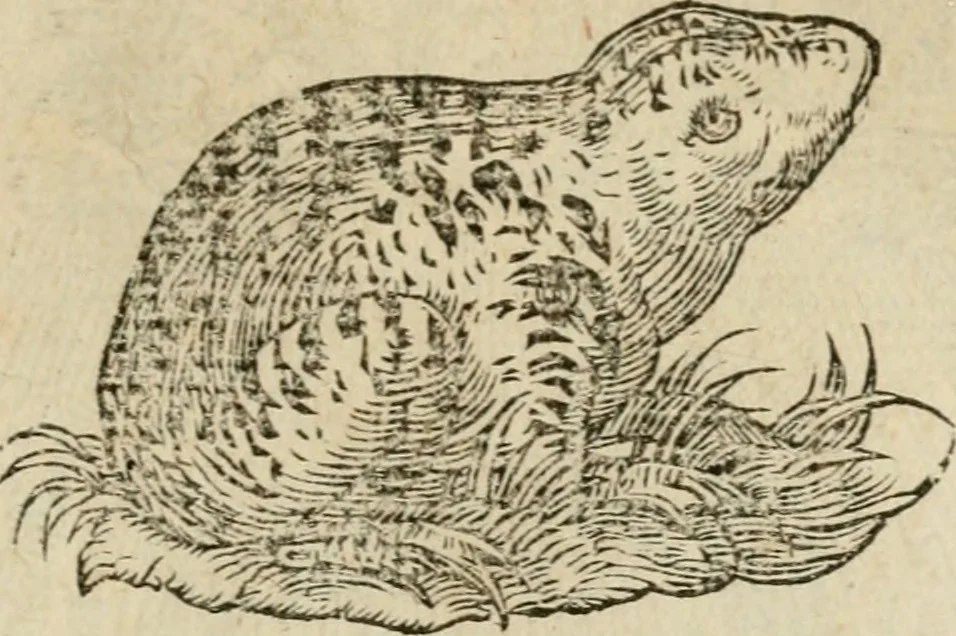 An illustration from Devises heroïqves, 1557, leaf 66