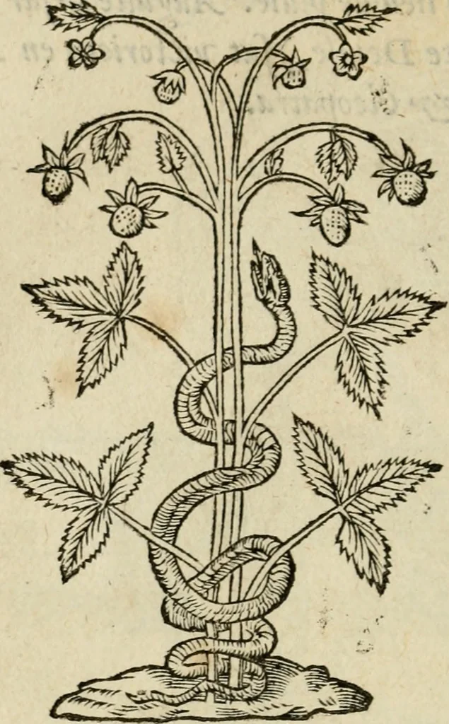 An illustration from Devises heroïqves, 1557, leaf 73