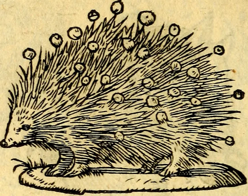 An illustration from Devises heroïqves, 1557, leaf 145