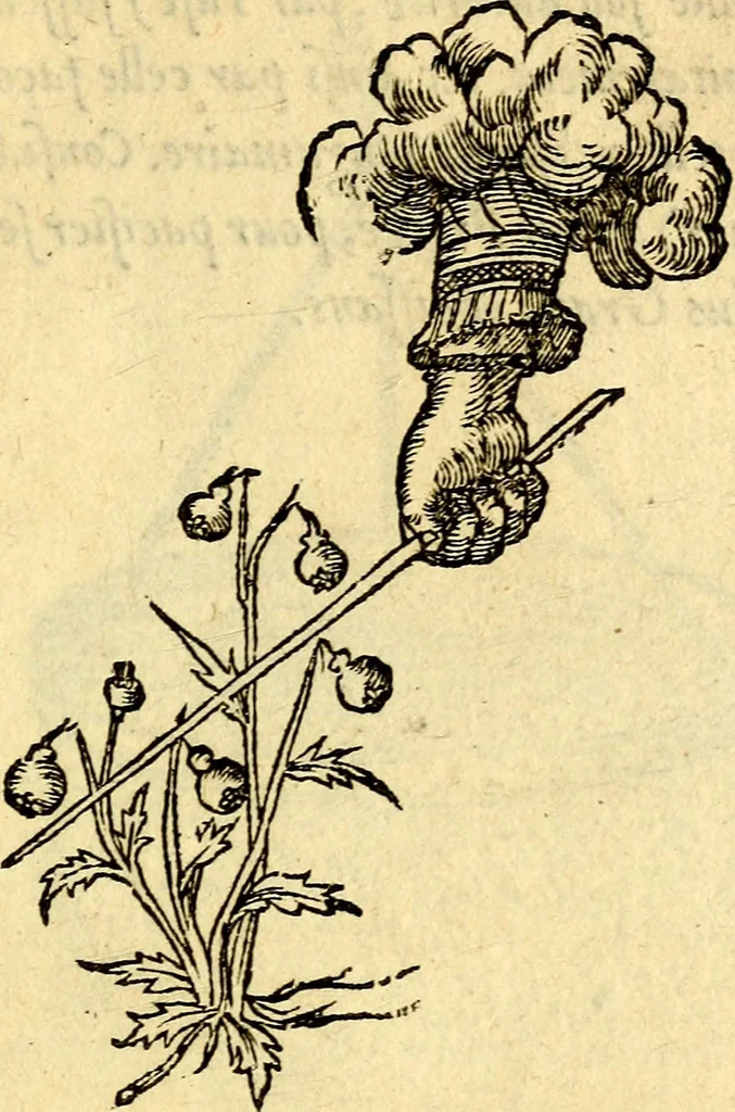 An illustration from Devises heroïqves, 1557, leaf 148