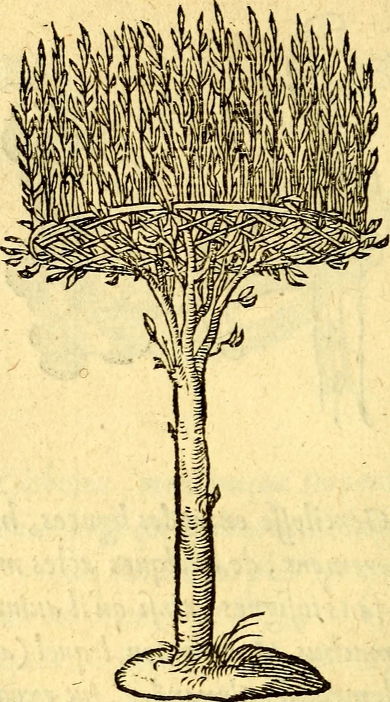 An illustration from Devises heroïqves, 1557, leaf 155