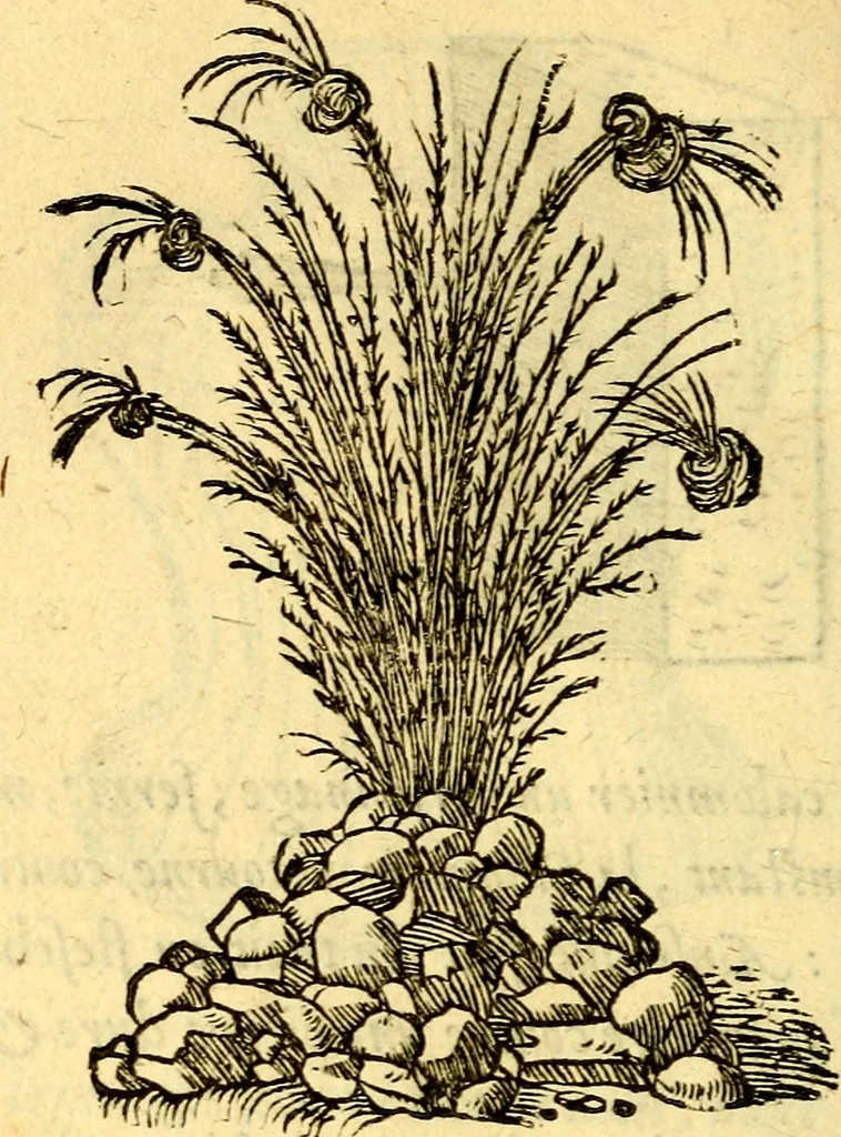 An illustration from Devises heroïqves, 1557, leaf 165