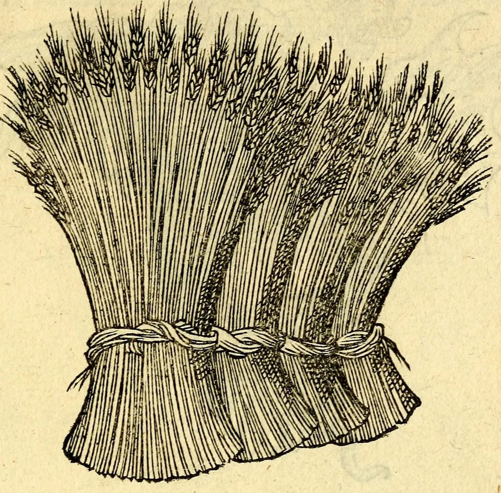 An illustration from Devises heroïqves, 1557, leaf 206
