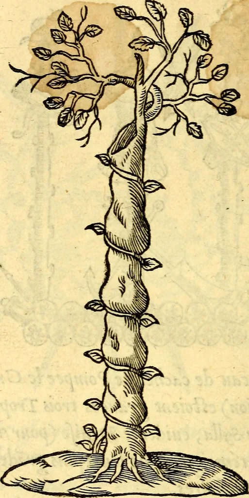 An illustration from Devises heroïqves, 1557, leaf 213