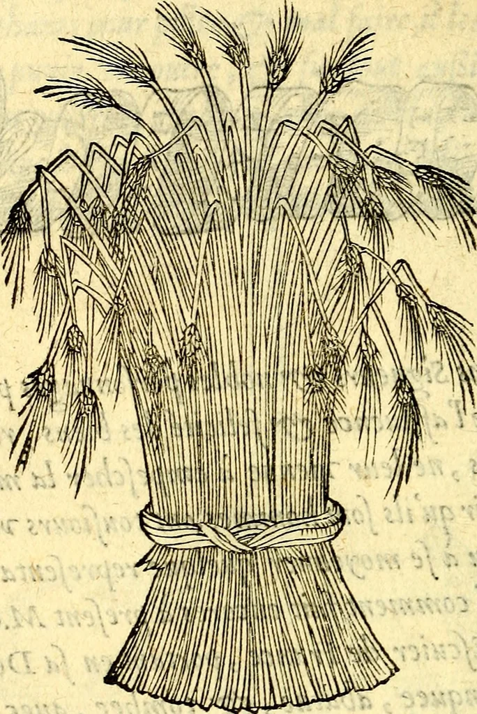 An illustration from Devises heroïqves, 1557, leaf 249