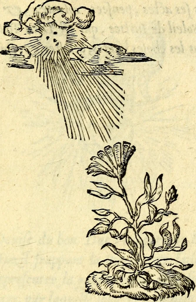 An illustration from Devises heroïqves, 1557, leaf 46