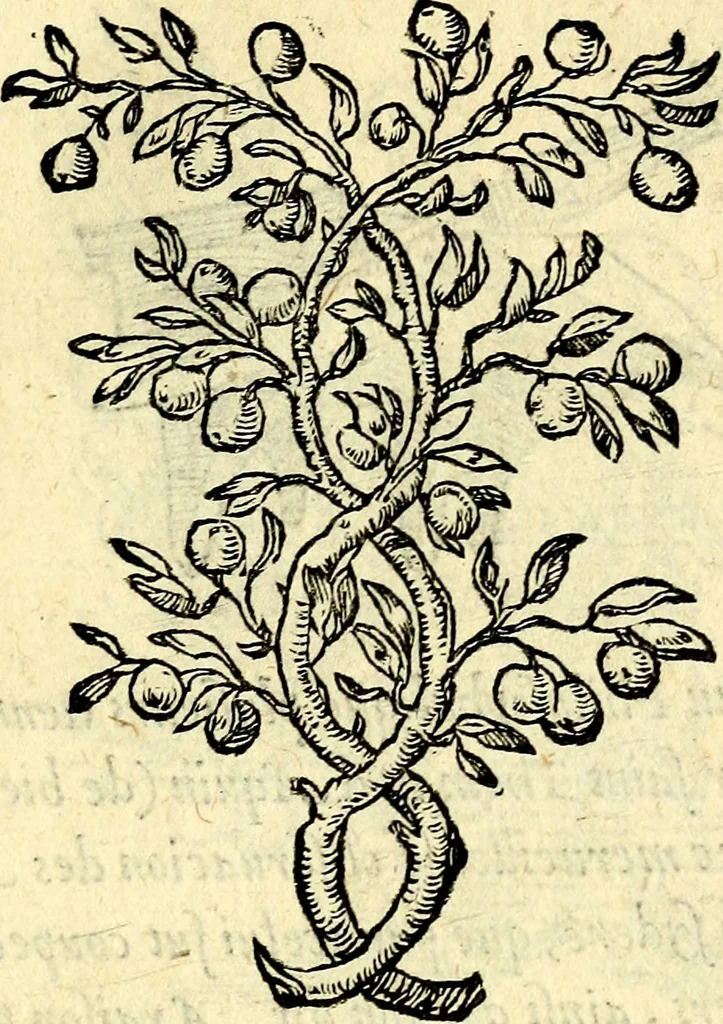 An illustration from Devises heroïqves, 1557, leaf 62