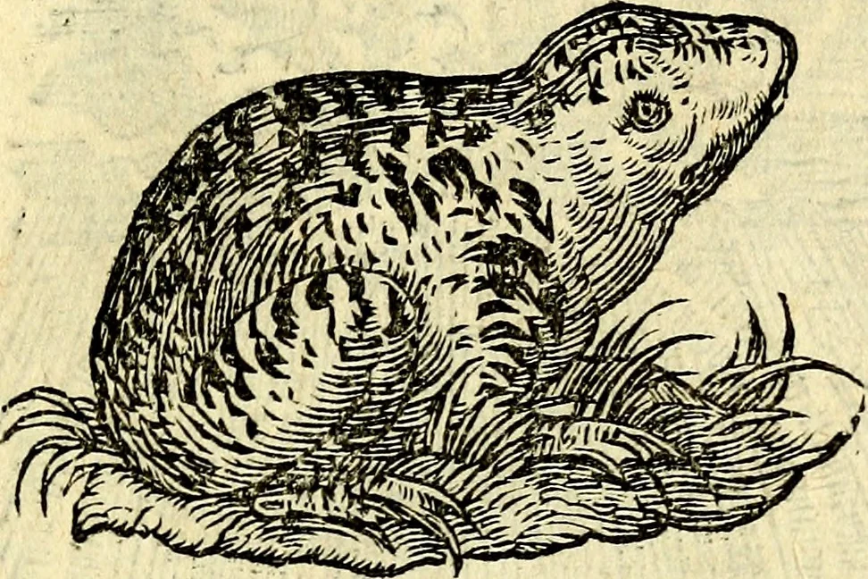 An illustration from Devises heroïqves, 1557, leaf 68