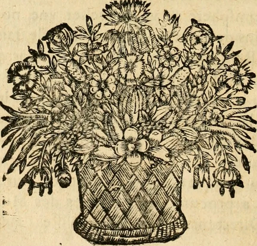 An illustration from Devises panegyriques pour Anne d'Austriche, reine de France, 1667, leaf 155