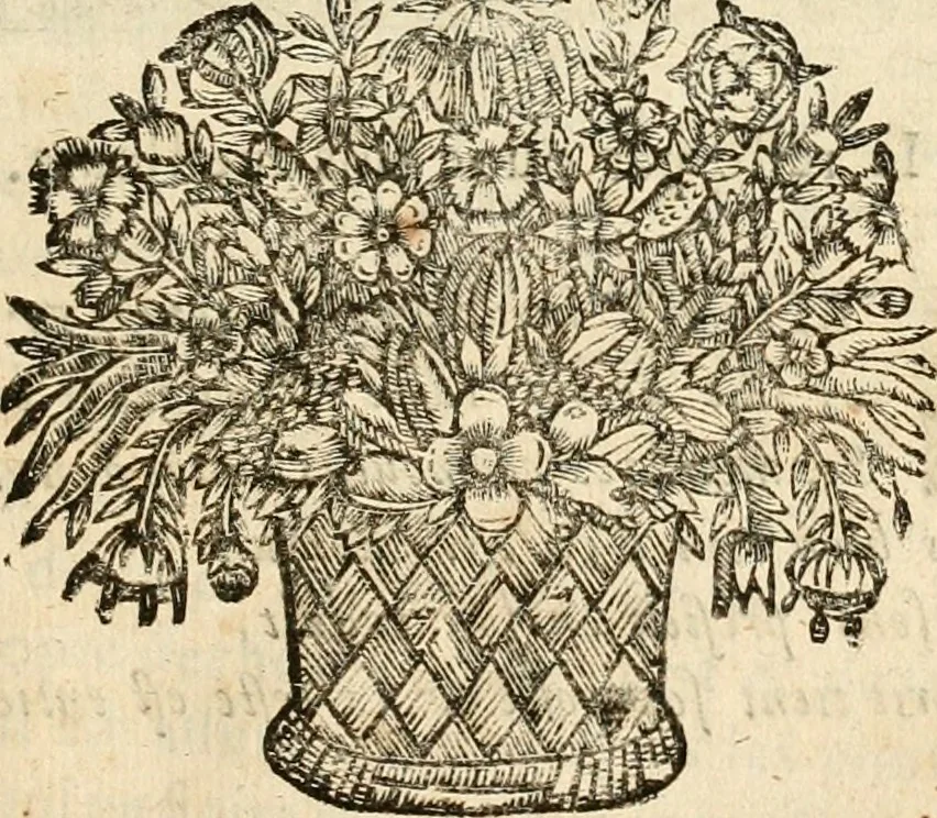 An illustration from Devises panegyriques pour Anne d'Austriche, reine de France, 1667, leaf 312