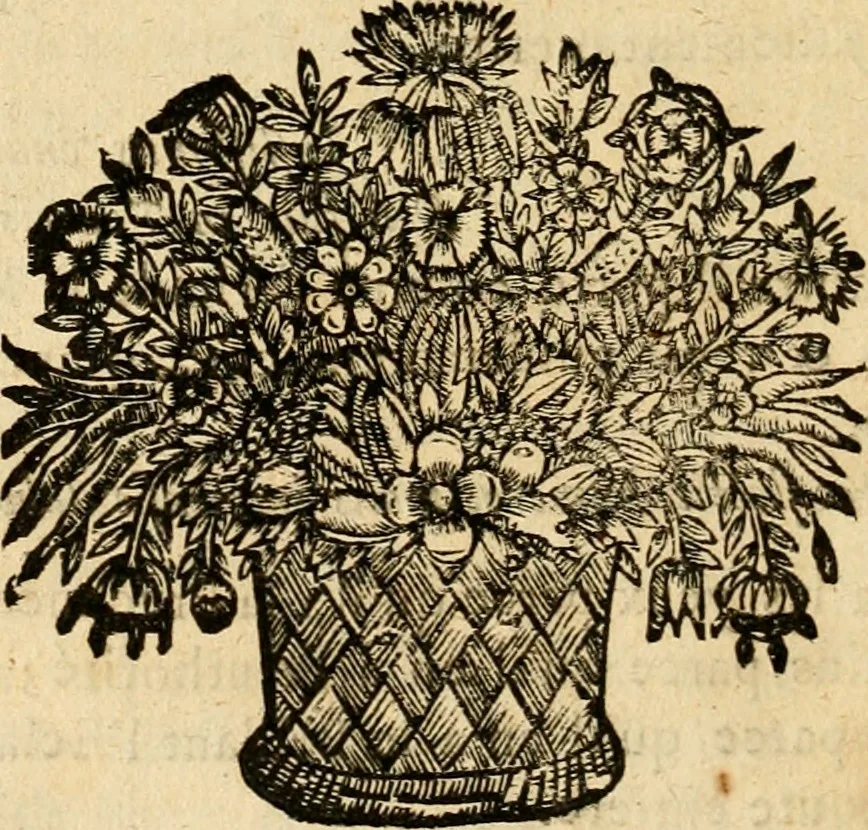 An illustration from Devises panegyriques pour Anne d'Austriche, reine de France, 1667, leaf 85