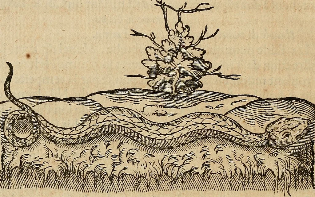 An illustration from Devx livres des venins, ausquels il est amplement discouru des bestes venimeuses, theriaques, poisons, 1568, leaf 103