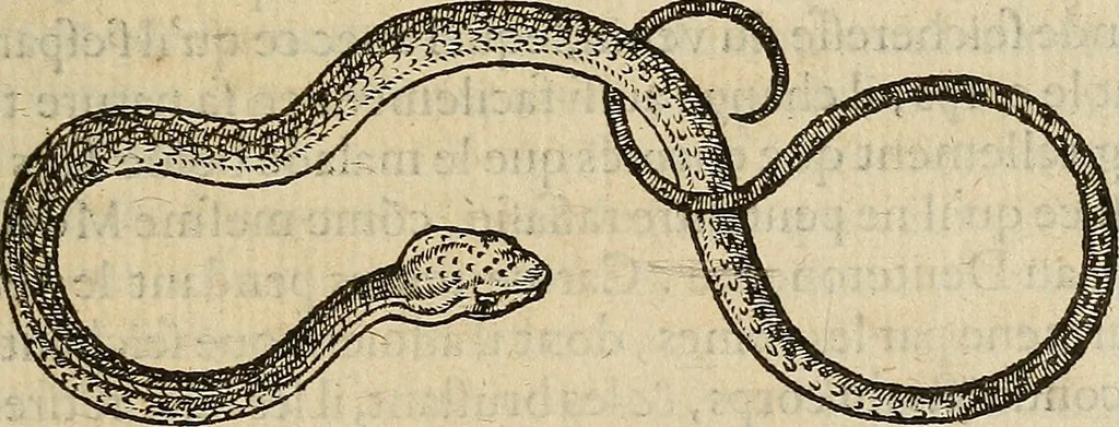 An illustration from Devx livres des venins, ausquels il est amplement discouru des bestes venimeuses, theriaques, poisons, 1568, leaf 108