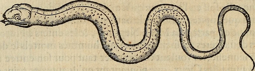An illustration from Devx livres des venins, ausquels il est amplement discouru des bestes venimeuses, theriaques, poisons, 1568, leaf 111