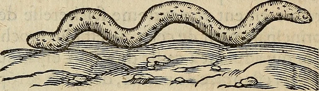An illustration from Devx livres des venins, ausquels il est amplement discouru des bestes venimeuses, theriaques, poisons, 1568, leaf 113
