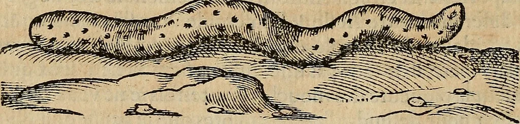 An illustration from Devx livres des venins, ausquels il est amplement discouru des bestes venimeuses, theriaques, poisons, 1568, leaf 115