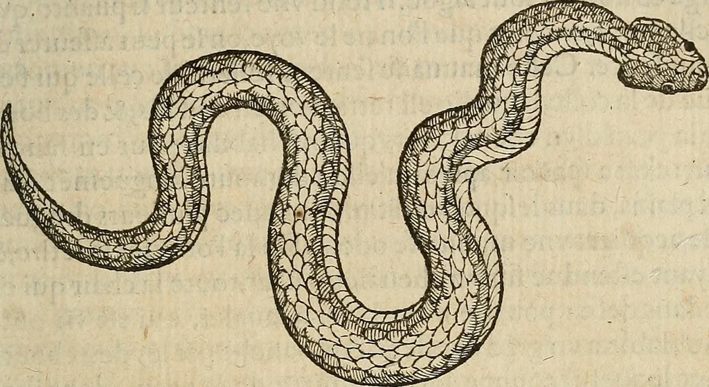 An illustration from Devx livres des venins, ausquels il est amplement discouru des bestes venimeuses, theriaques, poisons, 1568, leaf 122