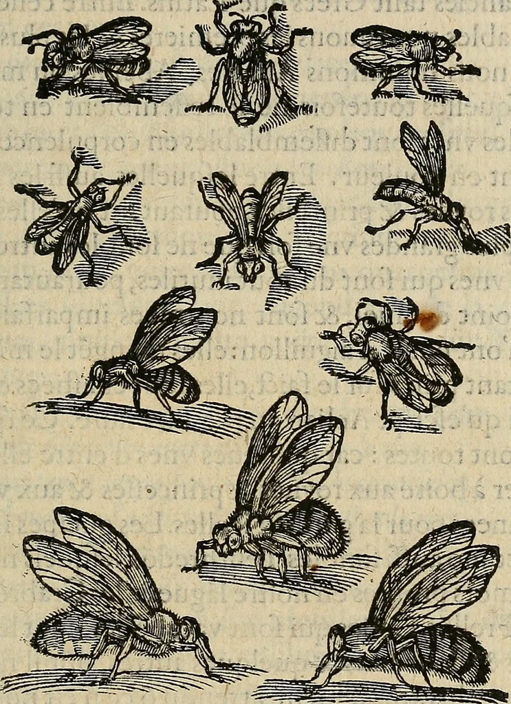 An illustration from Devx livres des venins, ausquels il est amplement discouru des bestes venimeuses, theriaques, poisons, 1568, leaf 146