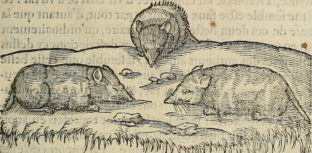 An illustration from Devx livres des venins, ausquels il est amplement discouru des bestes venimeuses, theriaques, poisons, 1568, leaf 152