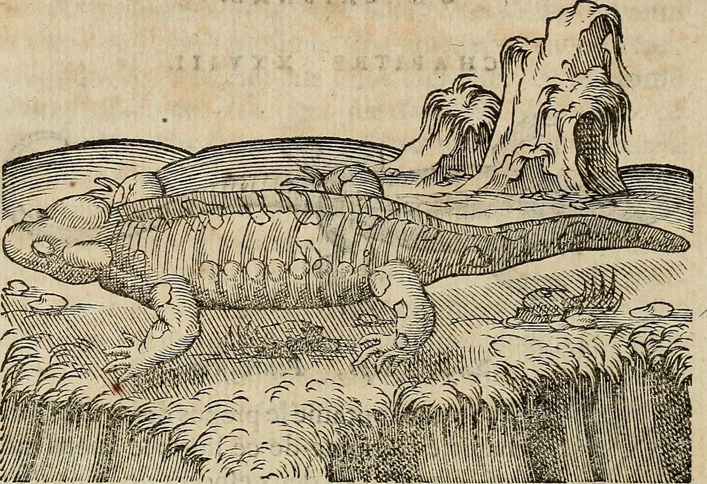 An illustration from Devx livres des venins, ausquels il est amplement discouru des bestes venimeuses, theriaques, poisons, 1568, leaf 155