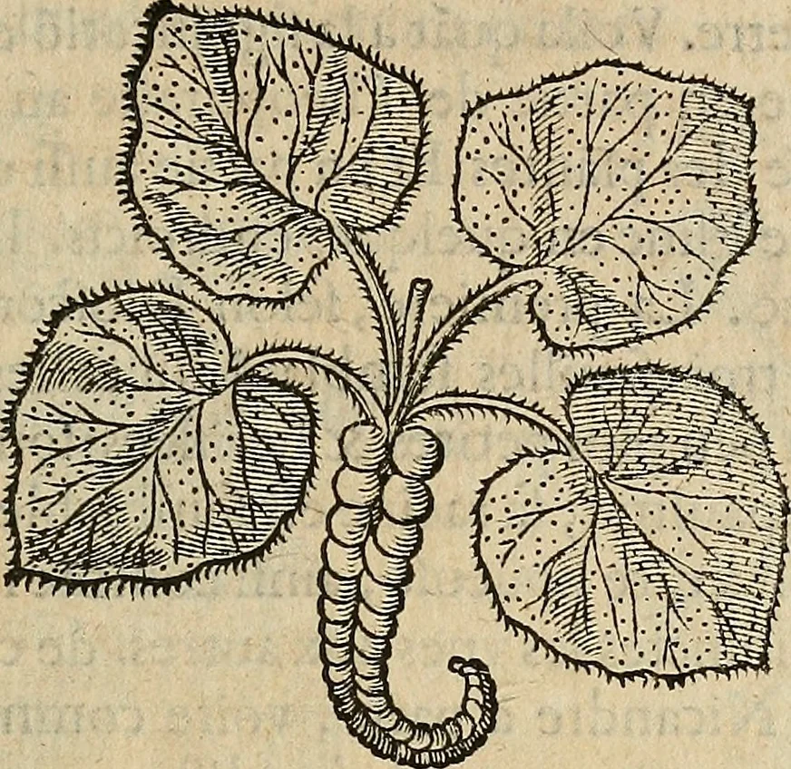 An illustration from Devx livres des venins, ausquels il est amplement discouru des bestes venimeuses, theriaques, poisons, 1568, leaf 214