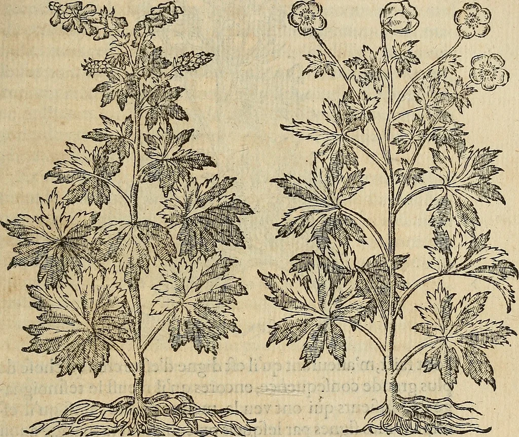 An illustration from Devx livres des venins, ausquels il est amplement discouru des bestes venimeuses, theriaques, poisons, 1568, leaf 216