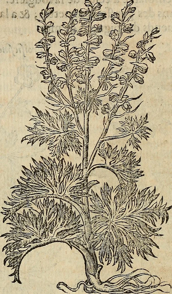 An illustration from Devx livres des venins, ausquels il est amplement discouru des bestes venimeuses, theriaques, poisons, 1568, leaf 217