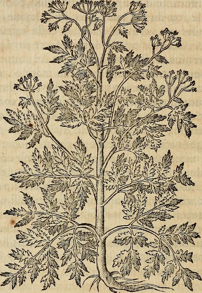 An illustration from Devx livres des venins, ausquels il est amplement discouru des bestes venimeuses, theriaques, poisons, 1568, leaf 233