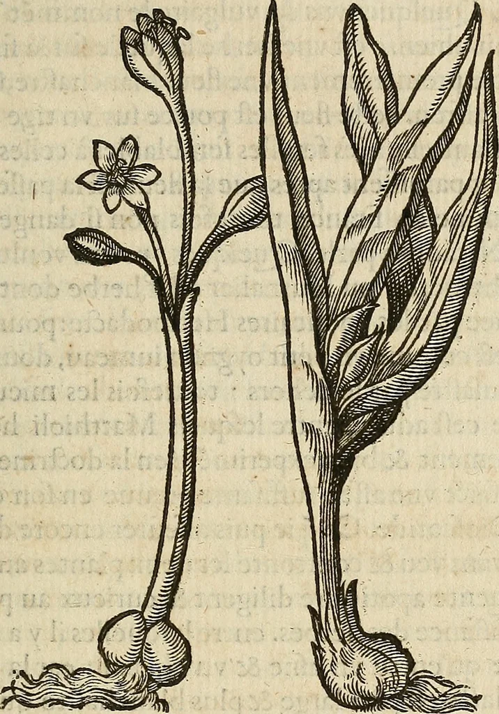 An illustration from Devx livres des venins, ausquels il est amplement discouru des bestes venimeuses, theriaques, poisons, 1568, leaf 240