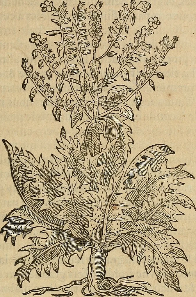 An illustration from Devx livres des venins, ausquels il est amplement discouru des bestes venimeuses, theriaques, poisons, 1568, leaf 260