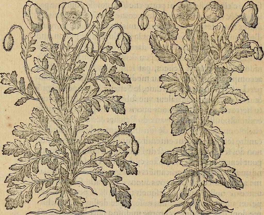An illustration from Devx livres des venins, ausquels il est amplement discouru des bestes venimeuses, theriaques, poisons, 1568, leaf 263