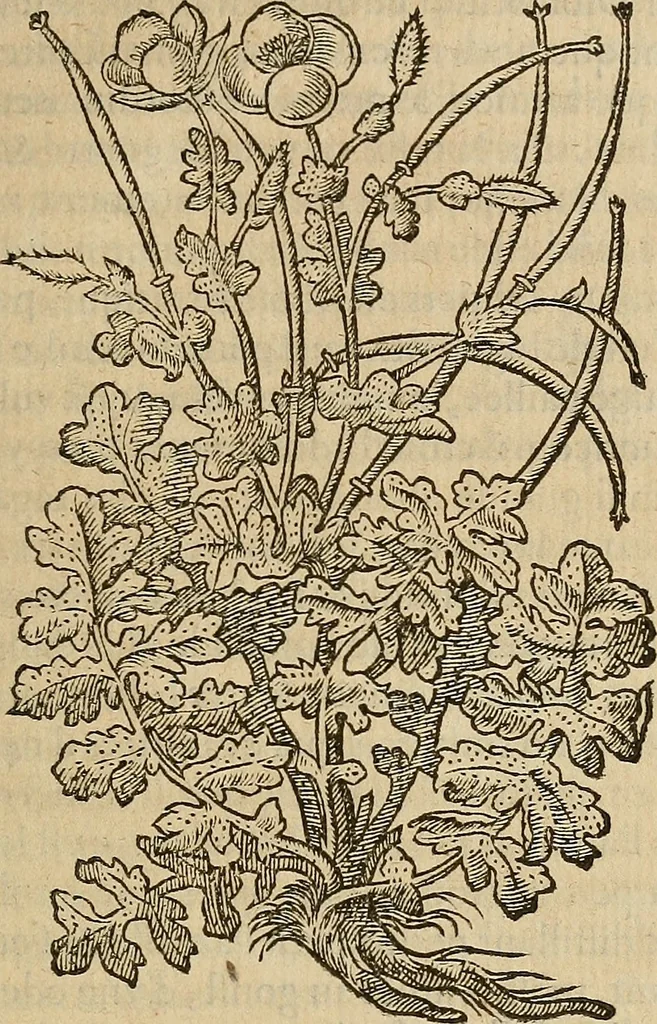 An illustration from Devx livres des venins, ausquels il est amplement discouru des bestes venimeuses, theriaques, poisons, 1568, leaf 264