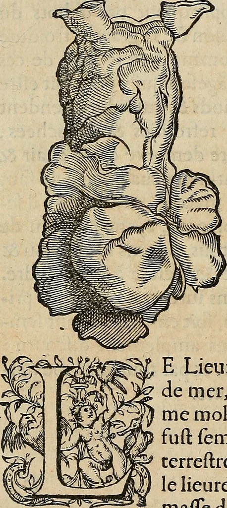 An illustration from Devx livres des venins, ausquels il est amplement discouru des bestes venimeuses, theriaques, poisons, 1568, leaf 269