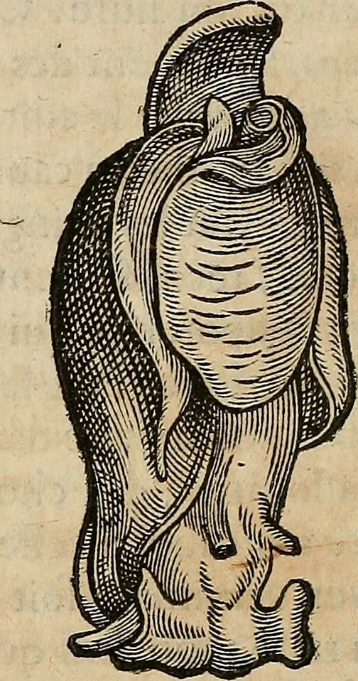 An illustration from Devx livres des venins, ausquels il est amplement discouru des bestes venimeuses, theriaques, poisons, 1568, leaf 269