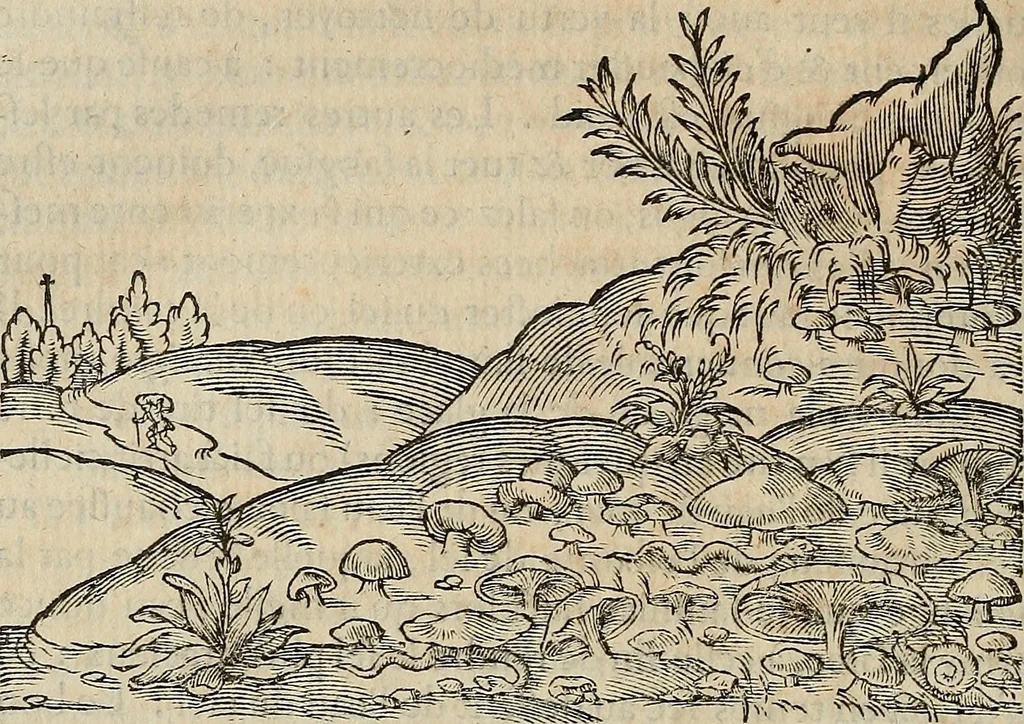 An illustration from Devx livres des venins, ausquels il est amplement discouru des bestes venimeuses, theriaques, poisons, 1568, leaf 279