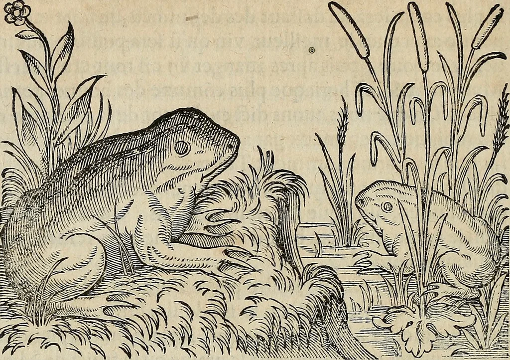 An illustration from Devx livres des venins, ausquels il est amplement discouru des bestes venimeuses, theriaques, poisons, 1568, leaf 285