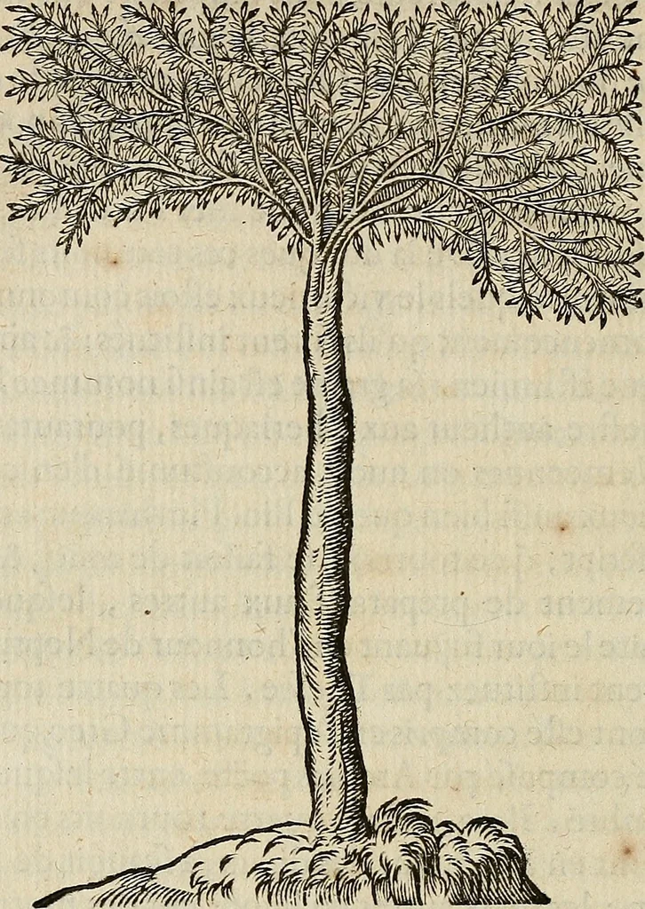 An illustration from Devx livres des venins, ausquels il est amplement discouru des bestes venimeuses, theriaques, poisons, 1568, leaf 297