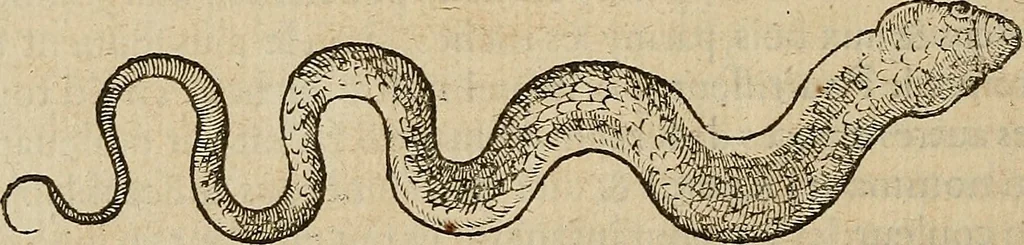 An illustration from Devx livres des venins, ausquels il est amplement discouru des bestes venimeuses, theriaques, poisons, 1568, leaf 77