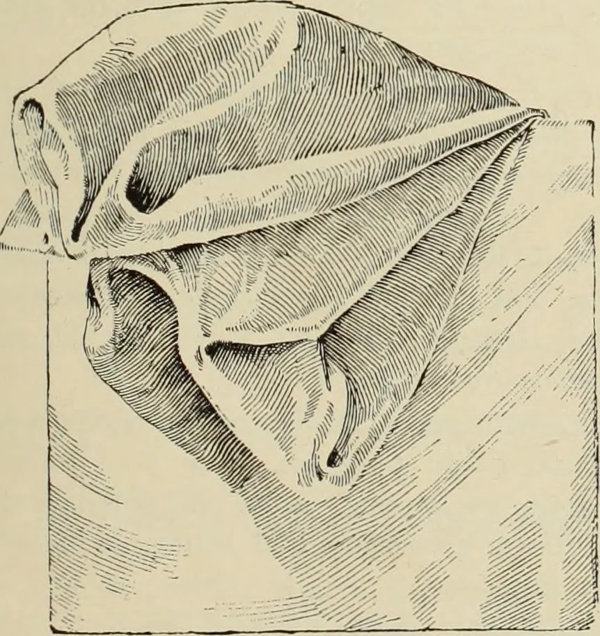 An illustration from Style (1893), 1893, leaf 158