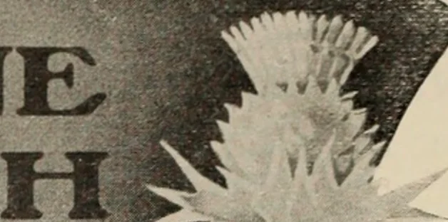 An illustration from Style (1904), 1904, leaf 1023