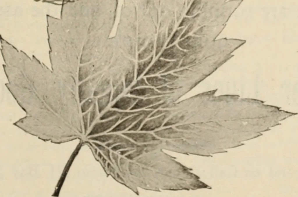 An illustration from Style (1904), 1904, leaf 1182
