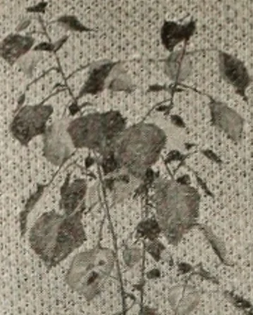 An illustration from Style (1904), 1904, leaf 121
