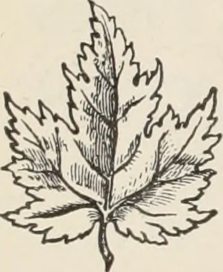 An illustration from Style (1904), 1904, leaf 121