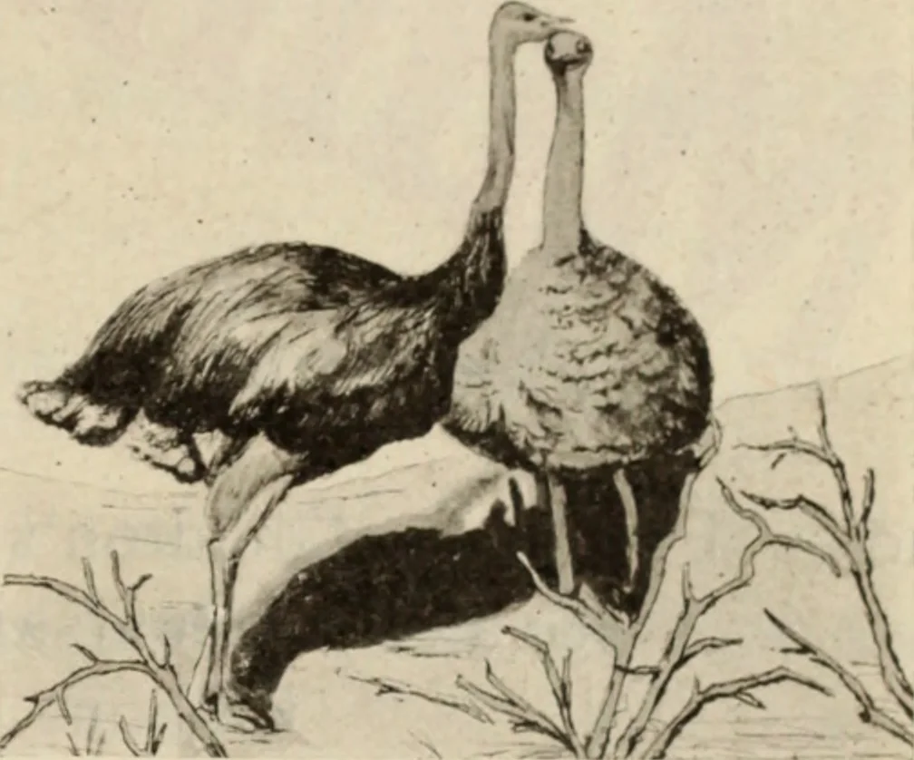 An illustration from Style (1904), 1904, leaf 1224