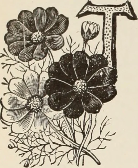 An illustration from Style (1904), 1904, leaf 1293