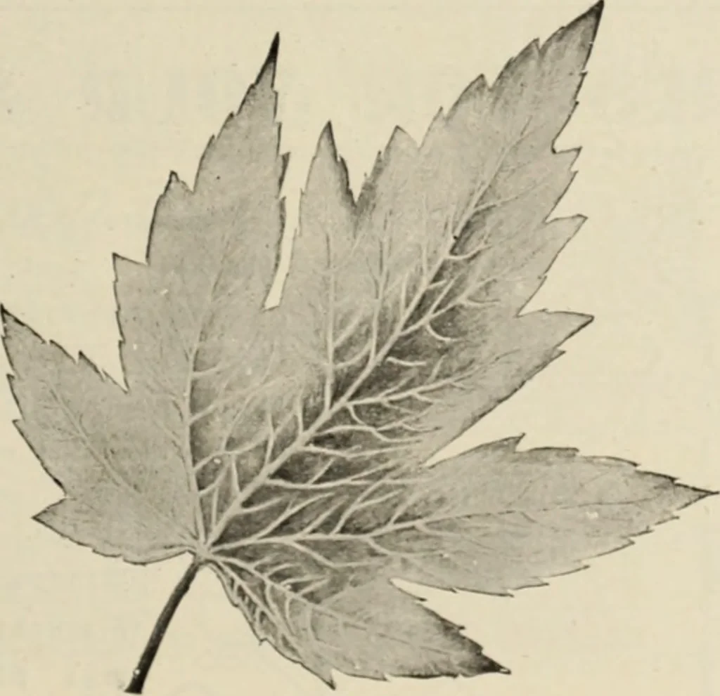 An illustration from Style (1904), 1904, leaf 1394